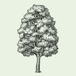 illustartion-baum