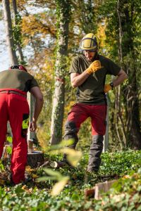 Zwei Personen in Schutzkleidung, einschließlich Helmen und Handschuhen, führen in einem Waldstück eine Baumfällung durch. Eine Person sägt aktiv einen Baumstumpf ab, während die andere zusieht, umgeben von grünem Unterholz und hohen Bäumen mit Herbstlaub.