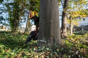 Eine Person mit Schutzhelm und Schutzausrüstung fällt mit einer Kettensäge einen Baum. Sägemehl und Holzspäne fliegen während der Baumfällung umher und der Baum beginnt zu fallen. Die Szene spielt in einem Waldgebiet mit Grünflächen und anderen Bäumen im Hintergrund.