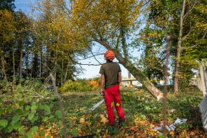 Eine Person in roten Hosen, dunklem Hemd und orangefarbenem Schutzhelm steht mit einer Kettensäge in der Hand im Freien vor einem umgestürzten Baum in einem Waldstück und bereitet sich auf die Baumfällung vor. Der Boden ist mit Blättern und Zweigen bedeckt.