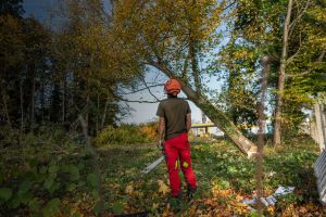 Eine Person in roter Hose, grünem Hemd und orangefarbenem Helm steht mit einer Kettensäge in der Hand in einem Waldstück und untersucht einen teilweise gefällten und schiefen Baum. Der Boden ist mit Blättern und Zweigen der fortschreitenden Baumfällung bedeckt, in der Nähe liegen weitere Werkzeuge und Materialien verstreut.