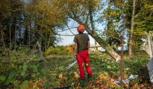 Eine Person mit Helm und roter Hose steht in einem Waldstück und hält eine Kettensäge in der Hand, bereit zur Baumfällung. Sie steht vor einem teilweise gefällten Baum, der schief steht. Der Boden ist mit Blättern bedeckt und an den Bäumen ist eine Mischung aus grünem und herbstlichem Laub.