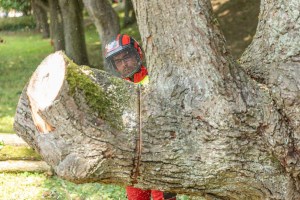 Eine Person in Schutzausrüstung mit rotem Helm und Visier ist während einer Baumfällung hinter einem großen Baumstamm zu sehen. Im Hintergrund sind Gras und mehrere andere Bäume zu sehen, was auf eine Park- oder Waldumgebung hindeutet.