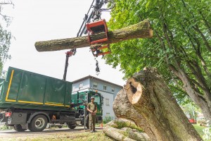 baumfällung-verladung-baumstamm-mit-kran