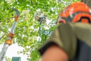 Ein Arbeiter in einer Hubarbeitsbühne, ausgerüstet mit Sicherheitsausrüstung, schneidet hoch über dem Boden Äste ab – eine typische Szene aus dem Baumschnitt-Augsburg. Die Perspektive ist von unten, und im Vordergrund ist ein zweiter Arbeiter mit orangefarbenem Helm und grünem Hemd zu sehen, der die Arbeit beobachtet.
