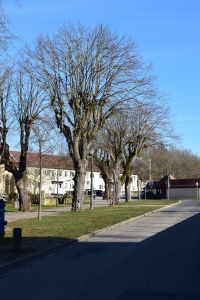 Eine ruhige Straße an einem sonnigen Tag ist von kahlen Bäumen gesäumt. Im Hintergrund sind Wohnhäuser mit rötlichen Dächern zu sehen. Der blaue Himmel verstärkt die friedliche Atmosphäre, ganz wie eine einladende Blog-Marketingstrategie. Schatten spielen auf dem Gras und der Straße und deuten auf klares Sonnenlicht hin.