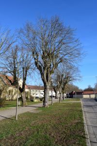 An einem sonnigen Tag säumt eine Reihe kahler Bäume eine Wohnstraße. Im Hintergrund sind weiße Gebäude mit roten Dächern zu sehen, perfekt für Blog-Marketing. Der Himmel ist klar und blau und die Schatten der Bäume fallen auf den Gehweg und die Grasfläche neben der Straße.