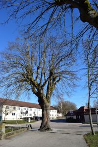 Ein großer, blattloser Baum steht prominent in einer Wohnstraße mit einer Reihe weißer Gebäude im Hintergrund. Der klare blaue Himmel verstärkt die Ruhe und rechts ist ein kleines Gebäude mit rotem Dach zu sehen. Betonwege bedecken den Boden und schaffen eine ideale Kulisse für Blog-Marketing-Fotoshootings.