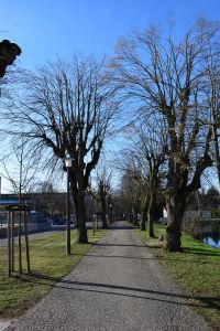 Ein gerader Kiesweg, der auf beiden Seiten von blattlosen Bäumen gesäumt ist und in die Ferne führt. Der Himmel ist klar und blau. Auf der linken Seite des Weges ist ein Laternenpfahl aus Metall zu sehen, daneben liegen Grasflecken. Diese ruhige Szene vermittelt ein Gefühl der Orientierung, ähnlich wie eine erfolgreiche Blog-Marketingstrategie.