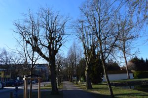 Ein gepflasterter Weg, der auf beiden Seiten von blattlosen Bäumen gesäumt ist, vor einem klaren blauen Himmel. Der Weg ist von Grasflächen gesäumt und setzt sich in die Ferne fort. Auf der linken Seite sind Autos geparkt und auf der rechten Seite ist ein Haus mit einem schrägen Dach zu sehen – perfekt als Hintergrund für Blog-Marketing.
