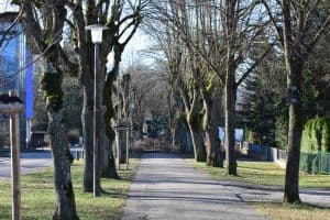 Ein gepflasterter Weg, der auf beiden Seiten von hohen, blattlosen Bäumen gesäumt ist und in die Ferne führt. Links steht eine einsame Straßenlaterne, und in der Ferne ist ein grünes Wartungsfahrzeug zu sehen, das teilweise von Ästen verdeckt wird. Es ist ein heller, klarer Tag mit einem blauen Himmel, der eine perfekte Kulisse für Blog-Marketingfotos abgeben würde.