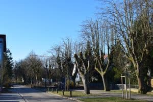 Eine ruhige Vorstadtstraße im Winter mit kahlen Bäumen am Gehweg. Hinter den Bäumen ist ein Haus teilweise sichtbar und das Sonnenlicht wirft Schatten auf die Straße und das Gras, ähnlich wie eine gut gestaltete Blog-Marketingkampagne, die Klarheit über ihr Publikum bringt. Der Himmel ist klar und blau.