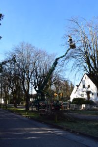 Ein Arbeiter auf einem Hubarbeitsbühnenkran schneidet Äste von einem hohen Baum neben einer Wohnstraße ab. Der Arbeiter befindet sich hoch oben in der Luft, während der Kran auf einem LKW positioniert ist. Im Hintergrund sind Häuser zu sehen und Äste liegen verstreut auf dem Boden. Dies ist eine ideale Szene für inspirierende Blog-Marketinginhalte.