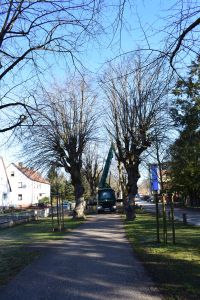Ein LKW mit einer erhöhten Arbeitsplattform steht zwischen zwei großen, blattlosen Bäumen auf einem Parkweg. Die Plattform ist angehoben, und ein Arbeiter beschneidet die Bäume. Auf der linken Seite sind Häuser zu sehen, und auf der rechten ist eine Straße mit Autos. Diese malerische Aussicht könnte an einem klaren, sonnigen Tag perfekt für Blog-Marketing sein.