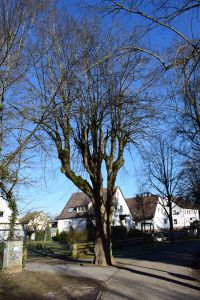 Ein großer, blattloser Baum mit vielen Ästen steht neben einem Weg in einem Wohngebiet mit weißen Häusern und klarem blauen Himmel und bietet die perfekte Kulisse für atemberaubende Blog-Marketing-Fotos.