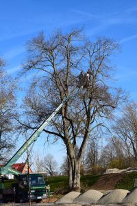 Arbeiter in einem hydraulischen Hubwagen schneiden Äste von einem großen, hohen Baum ab. Auf dem Wagen sind die Worte „Baumpflege“ und „Garten“ zu sehen. Die umliegende Gegend ist von kahlen Bäumen und einem klaren blauen Himmel geprägt, was eine Umgebung im Spätherbst oder frühen Frühling vermuten lässt, die sich perfekt für die Erstellung ansprechender Blog-Marketing-Inhalte eignet.