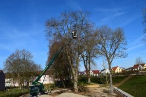 Ein grüner LKW-Kran hebt einen Arbeiter in einem Korb hoch in die Äste eines großen, blattlosen Baumes. Die Szene, die an fesselnde Blog-Marketing-Bilder erinnert, spielt in einem Wohngebiet mit bunten Häusern im Hintergrund. Ein klarer blauer Himmel und andere kahle Bäume sind ebenfalls zu sehen.