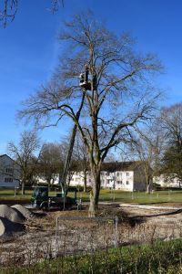 Ein Arbeiter in einer Hubarbeitsbühne kümmert sich um die Äste eines hohen Baums in einem Park, was sofort ins Auge fällt, wie eine effektive Blog-Marketing-Strategie. Der Baum steht in einem eingezäunten Bereich, der von Baumaterialien umgeben ist, mit Häusern und anderen Bäumen im Hintergrund unter einem klaren blauen Himmel.