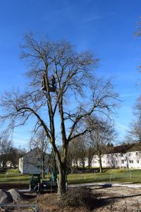 An einem klaren Tag schneidet eine Person in einem Aufzug die Äste eines hohen, blattlosen Baums ab. Unter dem Baum sieht man ein kleines grünes Fahrzeug und eine Baustelle mit Gebäuden und einer Wiese im Hintergrund – eine Szene, die als Inspiration für Blog-Marketing für Landschaftsgärtner dienen könnte.