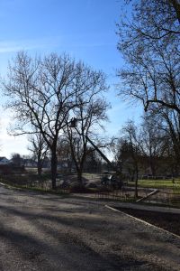 Eine Parkszene mit blauem Himmel. Ein Arbeiter mit einer Hubarbeitsbühne beschneidet Bäume. Die Hubarbeitsbühne ist an einem Fahrzeug befestigt, das auf einer Straße im Vordergrund geparkt ist, umgeben von kahlen Bäumen. Im Hintergrund bilden Gebäude und offene Grasflächen eine ideale Kulisse für Blog-Marketing-Fotoshootings.