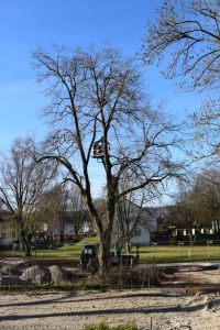 An einem klaren Tag steht ein hoher Baum ohne Blätter da. Ein Arbeiter auf einer Hubarbeitsbühne schneidet hoch oben im Baum Äste ab. Darunter ist ein Fahrzeug auf dem Boden zwischen Baumaterialien und Erde geparkt, was an die Kulisse für ein Outdoor-Fotoshooting für Blog-Marketing erinnert. Im Hintergrund sind vereinzelte Bäume und Gebäude zu sehen.