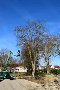 Ein Arbeiter in einem Hubsteigerkorb, der an einem grünen Lastwagen befestigt ist, beschneidet vor einem klaren blauen Himmel große, blattlose Bäume. Im Vordergrund sind mehrere Kieshaufen und Leitkegel zu sehen, im Hintergrund sind Wohnhäuser zu sehen – eine perfekte Szene für Blogmarketing über die Pflege städtischer Bäume.