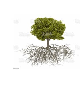 Eine digitale Illustration eines Baums mit grünem Laub und einem ausgedehnten Netzwerk freiliegender Wurzeln, die an Diagramme aus einem Baumlexikon erinnert. Das Bild konzentriert sich darauf, sowohl die oberirdischen als auch die unterirdischen Teile des Baums vor einem schlichten weißen Hintergrund zu zeigen.