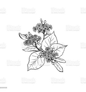 Linde Blüte