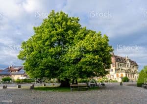 An einem leicht bewölkten Tag steht ein großer, belaubter Baum in der Mitte eines gepflasterten Platzes. Um den Baum herum stehen Wohnhäuser in verschiedenen Architekturstilen. Unter dem Baum steht eine Holzbank, die einen schattigen Platz zum Ausruhen bietet und an etwas erinnert, das man in einem Baumlexikon-Eintrag finden würde.