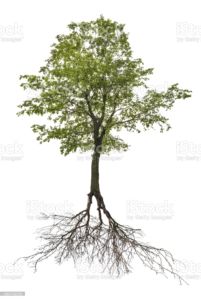 Gezeigt wird ein großer grüner Baum mit vollem Laub, dessen ausgedehntes Wurzelwerk vollständig sichtbar ist. Der Hintergrund ist schlicht weiß, wodurch der Baum und seine Wurzeln isoliert werden und die Verbindung zwischen den oberirdischen und unterirdischen Teilen des Baums hervorgehoben wird, ähnlich einer Abbildung, die man in einem Baumlexikon finden könnte.