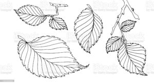 Eine Schwarzweiß-Illustration verschiedener Blätter, jedes mit detaillierten Adern, erinnert an eine Seite aus einem Baumlexikon. Einige Blätter sind an kleinen Zweigen befestigt, während andere einzeln stehen. Die Blätter sind in einem verstreuten Muster vor einem weißen Hintergrund angeordnet.