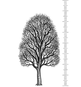 ahorn-alter