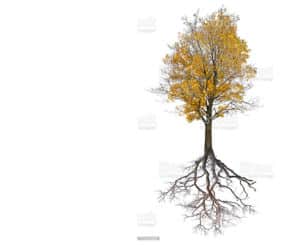 wurzelwelt baum