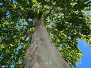 Platane Baum