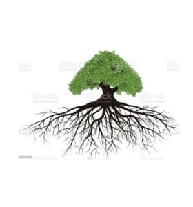 Abbildung eines Baums mit leuchtend grünen Blättern und weitreichenden Wurzeln, die sich unter der Oberfläche ausbreiten. Die detaillierten und horizontal verlaufenden Wurzeln symbolisieren ein starkes Fundament und eine Verbindung zur Erde. Dieses Bild erinnert an Themen aus dem Baumlexikon und zeigt die komplexe Schönheit der Natur vor einem weißen Hintergrund.