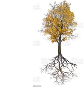wurzelwelt baum ahorn