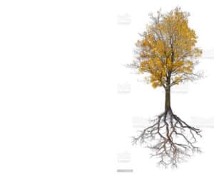 wurzelwelt baum ahorn