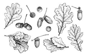 Eine Schwarzweiß-Illustration aus dem Baumlexikon zeigt verschiedene Eichenblätter und Eicheln in unterschiedlichen Stadien. Die detaillierte Skizze umfasst sowohl ganze als auch teilweise geöffnete Eicheln, wobei die Blätter komplizierte Blattadern aufweisen.