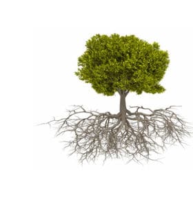 Eine Abbildung aus dem Baumlexikon zeigt einen Baum mit einer dichten grünen Baumkrone und einem ausgedehnten, detaillierten Wurzelsystem, das unter der Erde sichtbar ist. Der Hintergrund ist weiß und betont die Äste und Wurzeln des Baums.