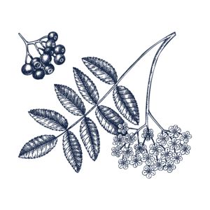 Eine detaillierte, handgezeichnete Illustration einer Pflanze, wie aus einem Baumlexikon entnommen, mit einem Zweig mit länglichen Blättern, Büscheln kleiner Blüten und einem Bündel runder Beeren. Die Zeichnung ist in einem monochromen Skizzenstil mit feinen Linien und Schattierungen gehalten.