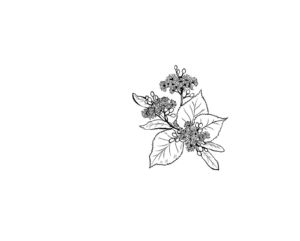 Linde Blatt und Blüte