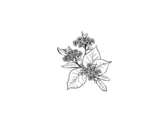 Linde Blatt und Blüte