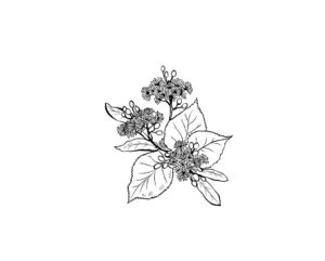 Linde Blatt und Blüte
