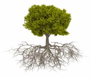 Eine realistische Darstellung eines Baums mit üppiger grüner Baumkrone und detaillierten braunen Wurzeln, die sich unterirdisch ausbreiten, vor einem weißen Hintergrund. Die Wurzeln sind kompliziert und verzweigt und zeigen die unterirdische Struktur des Baums, als ob sie einem Baumlexikon entnommen worden wären.