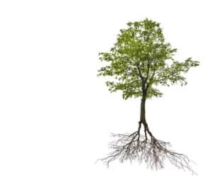 Ein kleiner grüner Baum mit freiliegenden Wurzeln steht vor einem schlichten weißen Hintergrund. Die Wurzeln breiten sich unter dem Baum fächerartig aus und bilden ein kompliziertes Muster, das an Baumlexikon-Illustrationen erinnert. Das Bild hebt die Verbindung zwischen dem Baum und seinem Wurzelsystem hervor.