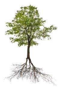 Ein hoher Baum mit einer dichten Krone aus grünen Blättern ist vor einem weißen Hintergrund zu sehen, der sein komplexes Wurzelsystem hervorhebt, das sich unter dem Stamm erstreckt. Die freiliegenden Wurzeln breiten sich weit und tief aus und spiegeln die Äste des Baumes darüber wider – ein perfektes Beispiel für jedes Baumlexikon.