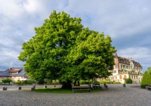 Ein großer, belaubter Baum steht prominent in der Mitte eines Kopfsteinpflasterplatzes und spendet Schatten auf die darunter liegenden Bänke. Im Hintergrund sind Gebäude im europäischen Stil zu sehen, einige davon mit Solarmodulen, unter einem teilweise bewölkten Himmel. Diese malerische Szene könnte problemlos in jedem Baumlexikon gefunden werden.