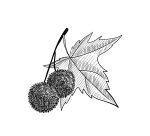 Platane Frucht und Blätter
