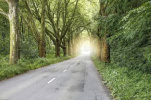 In der Ferne erstreckt sich eine asphaltierte Straße, die auf beiden Seiten von hohen Bäumen gesäumt ist. Das Laub bildet ein dichtes, grünes Blätterdach. Sonnenlicht fällt durch die Blätter und erzeugt in der Ferne einen hellen, leuchtenden Bereich, in dem die Straße zu verschwinden scheint – eine Szene, die direkt aus einem Baumlexikon-Eintrag stammen könnte.