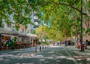 Platane Stadtbaum